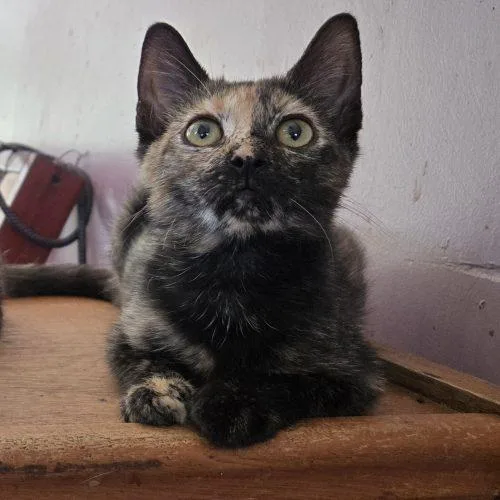 A baby small-sized female Tortoiseshell cat named Flora for adoption in Knoxville, TN