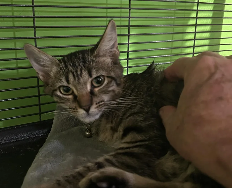 A baby small-sized female Domestic Short Hair cat named Brie for adoption in Havertown, PA