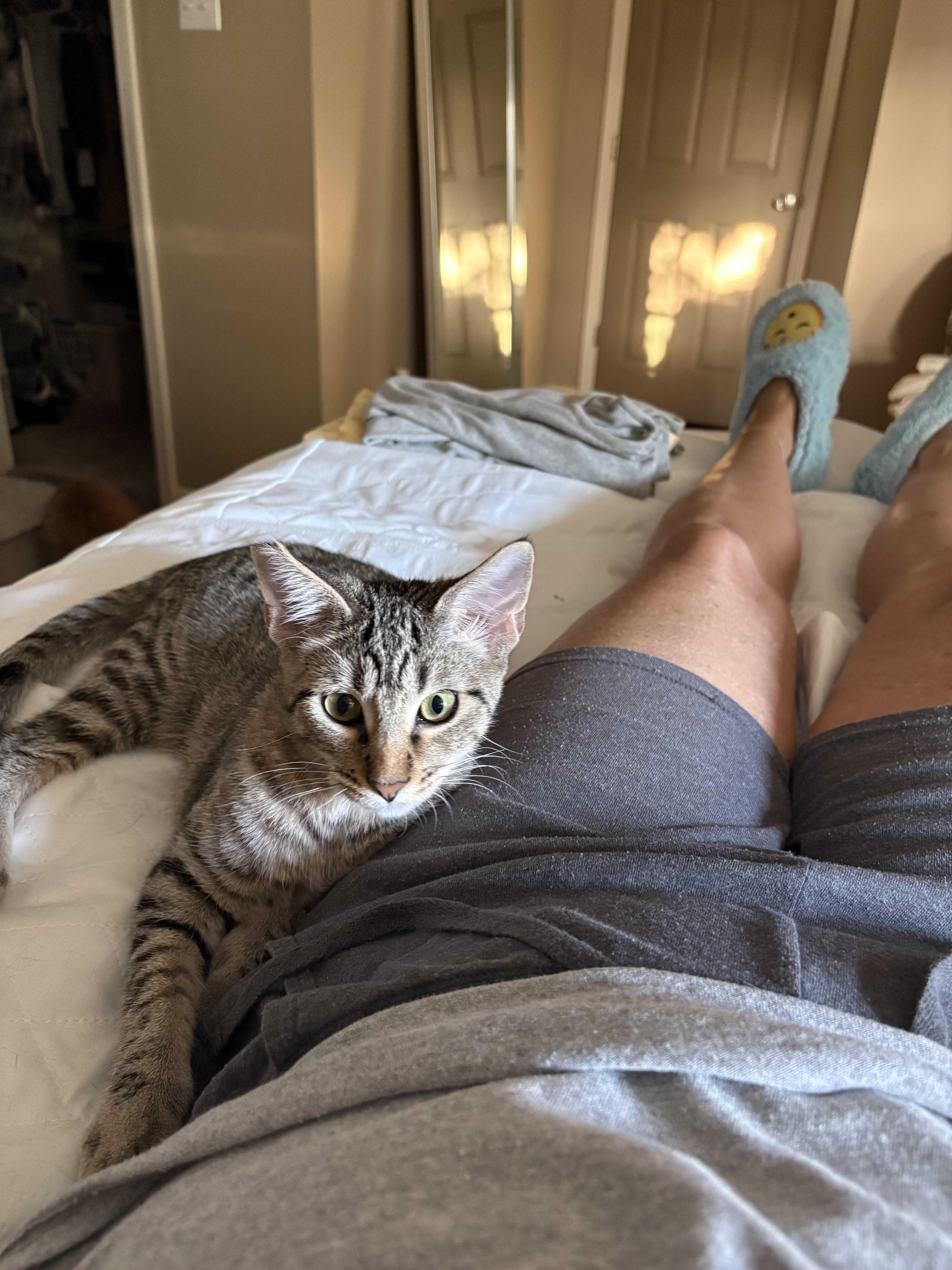 A baby small-sized male Tabby (Brown / Chocolate) Domestic Short Hair cat named Thistle for adoption in Herculaneum, MO