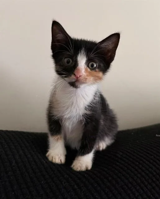 A baby small-sized female Domestic Short Hair cat named Aria for adoption in Upper Marlboro, MD