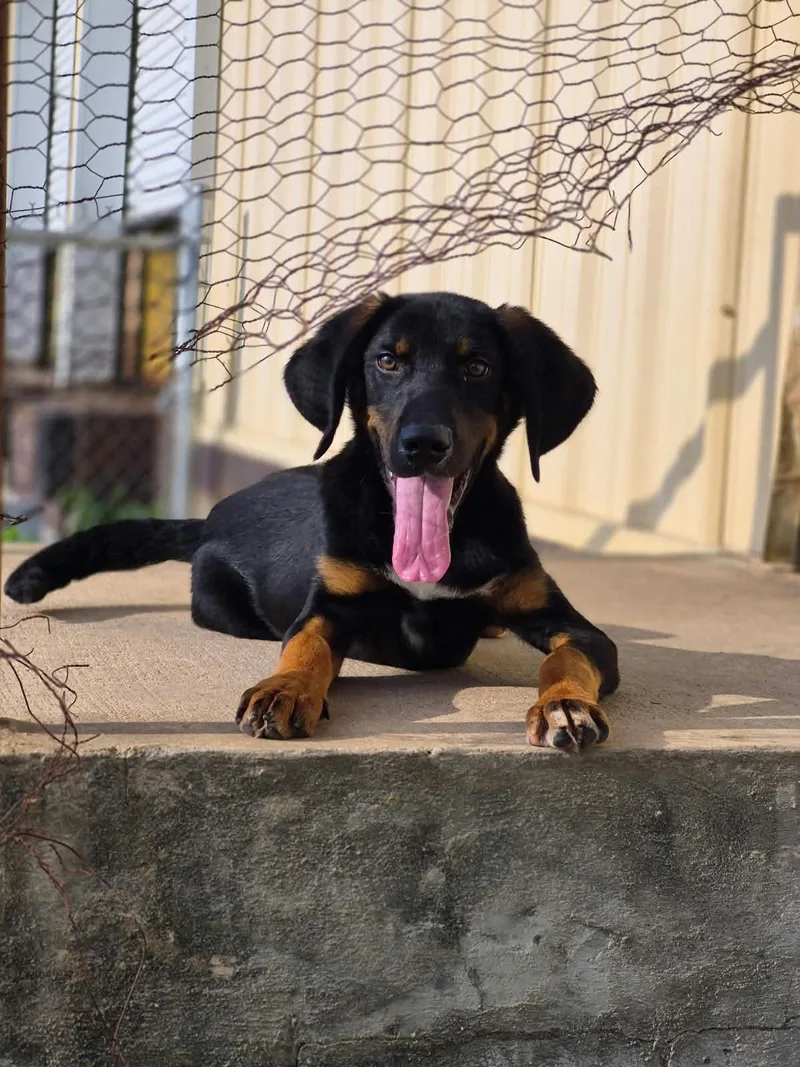 A young medium-sized male Labrador Retriever dog named Luke for adoption in Watertown, CT
