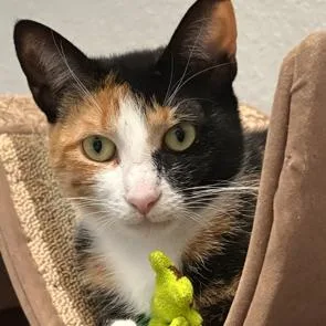 A young medium-sized female Domestic Short Hair cat named Kat Kat for adoption in League City, TX