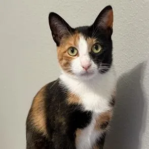 Kat Kat thumbnail 2