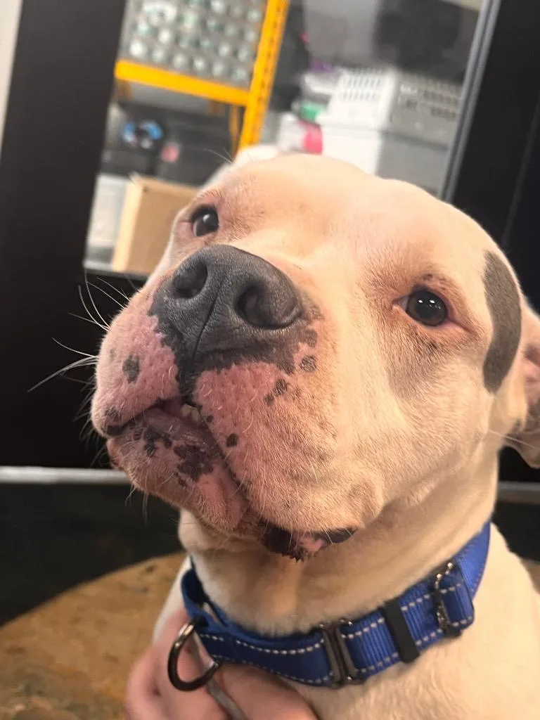 A young medium-sized female Mixed Breed dog named Calypso for adoption in Crandon, WI