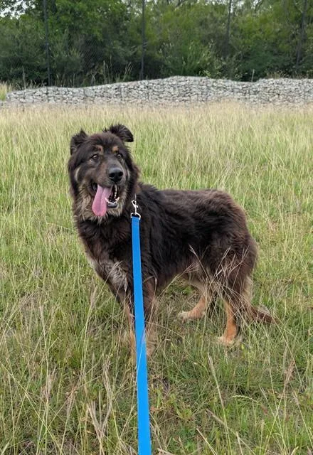 An adult large-sized male Mixed Breed dog named Maxx for adoption in Dallas, TX