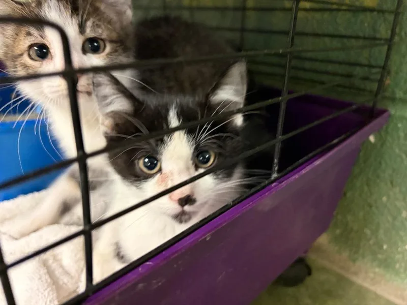 A baby small-sized male Domestic Short Hair cat named Mr. Mew for adoption in Ada, OK