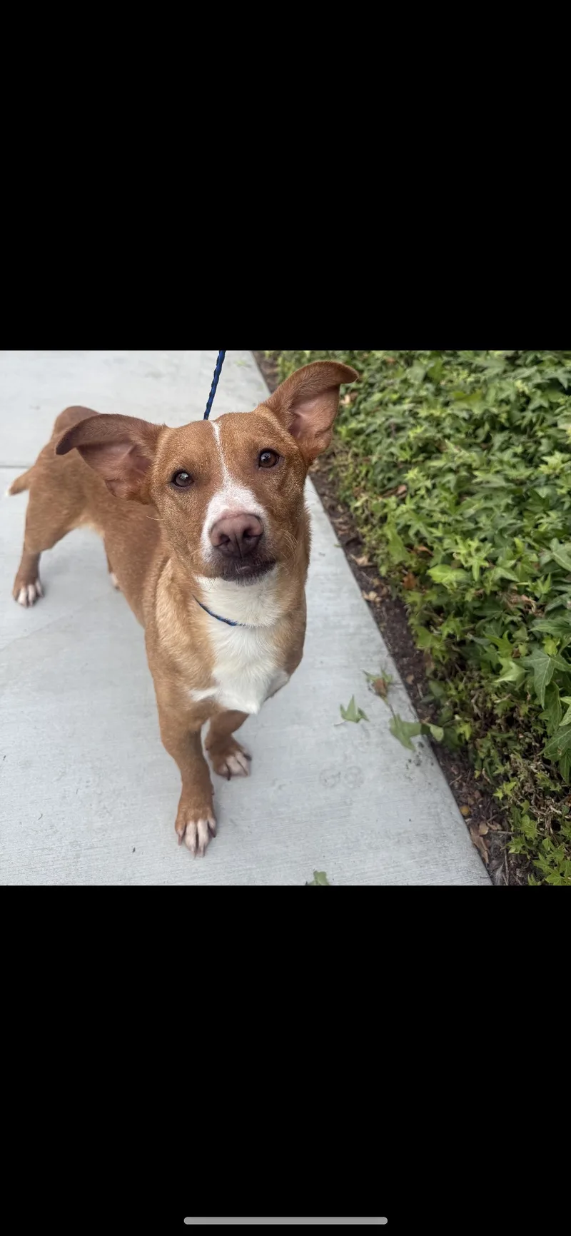 A young small-sized male White / Cream Dachshund dog named Buddy for adoption in Hamden, CT