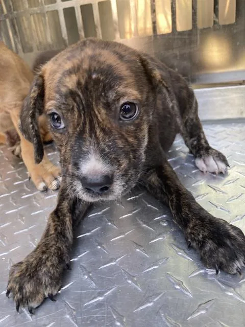A baby large-sized female Mixed Breed dog named Queen for adoption in Dallas, TX