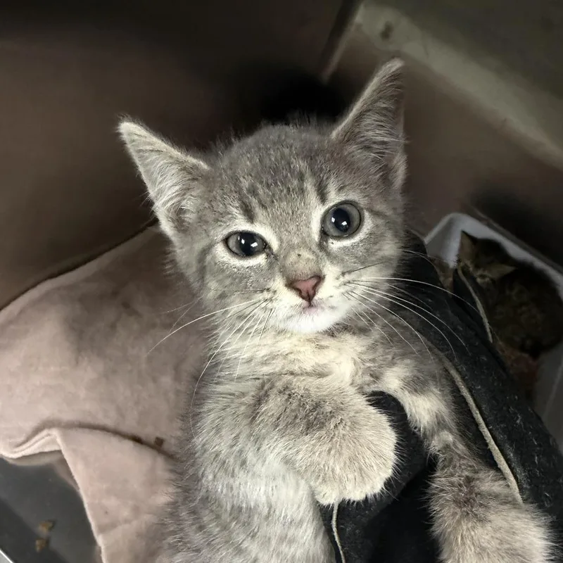 A baby small-sized female Gray / Blue / Silver Domestic Short Hair cat named Cora for adoption in Marion, VA