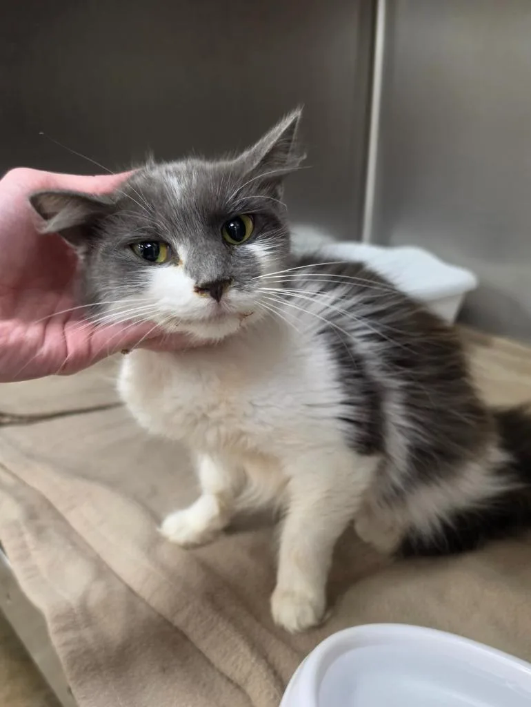 A young medium-sized female Domestic Medium Hair cat named Faith for adoption in Athens, TN