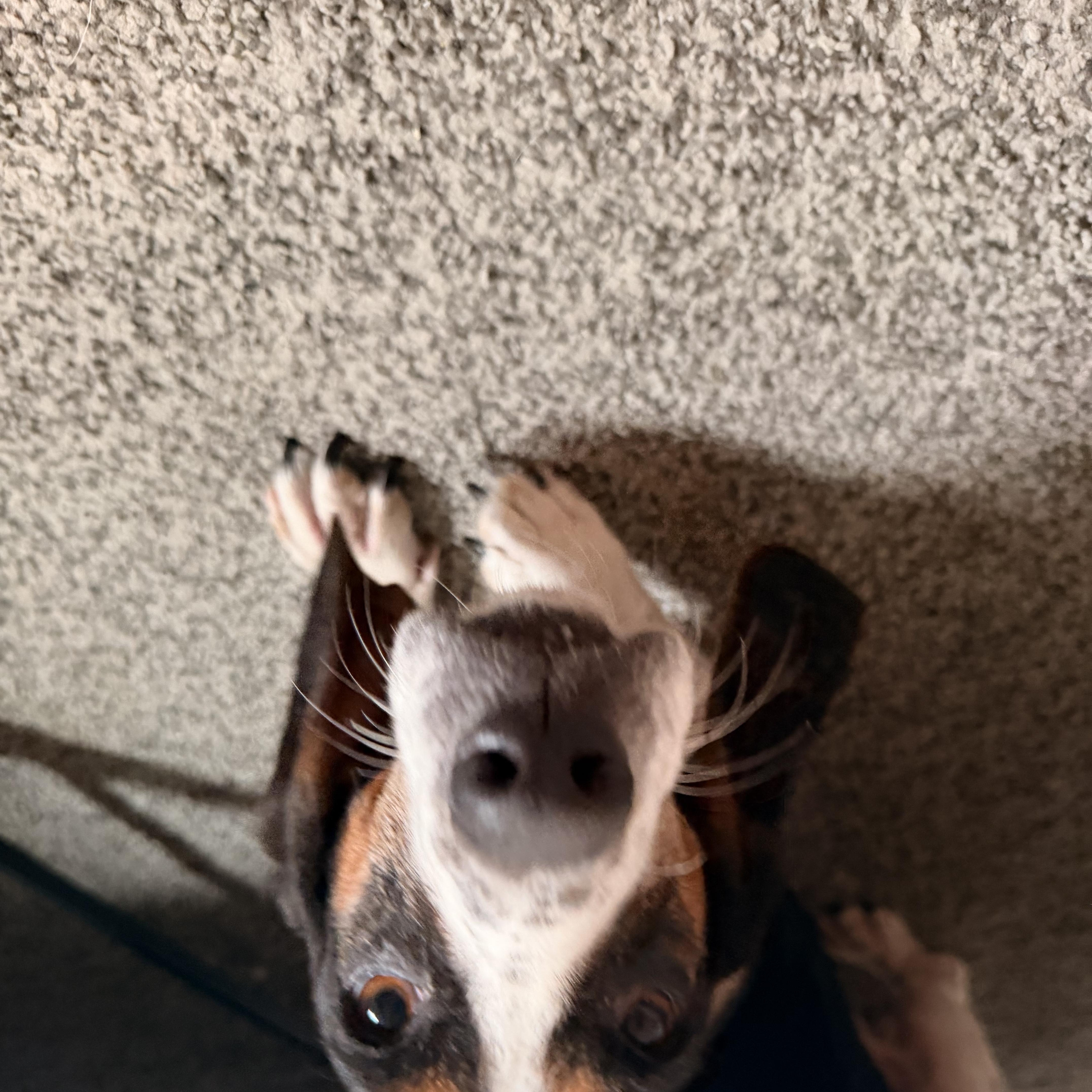 Nellie thumbnail 3