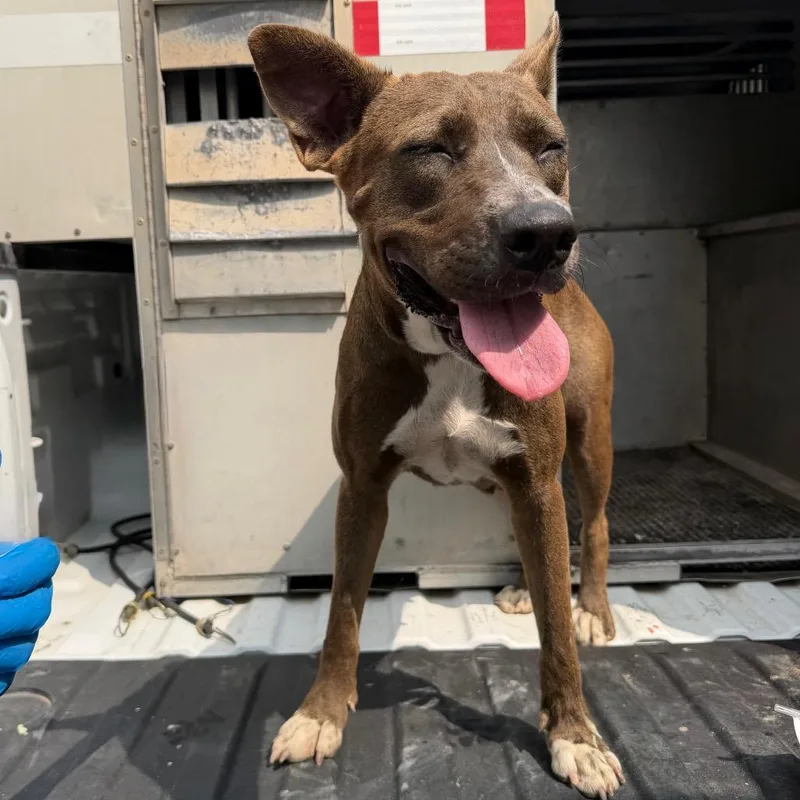 An adult medium-sized female Brown / Chocolate Pit Bull Terrier dog named Laura for adoption in Edinburg, TX