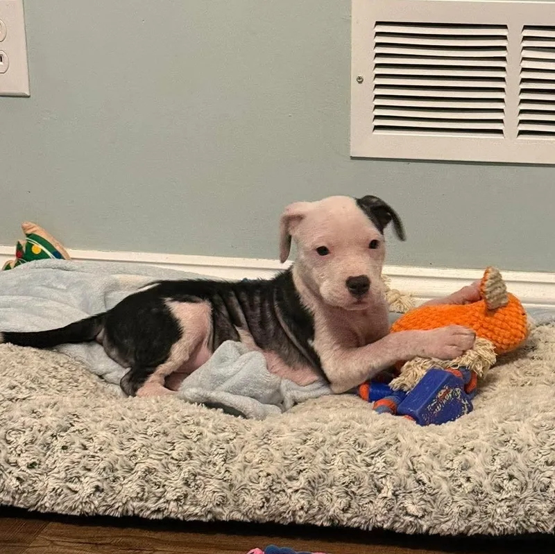 A baby medium-sized female White / Cream Pit Bull Terrier dog named Fajita for adoption in Bethlehem, PA