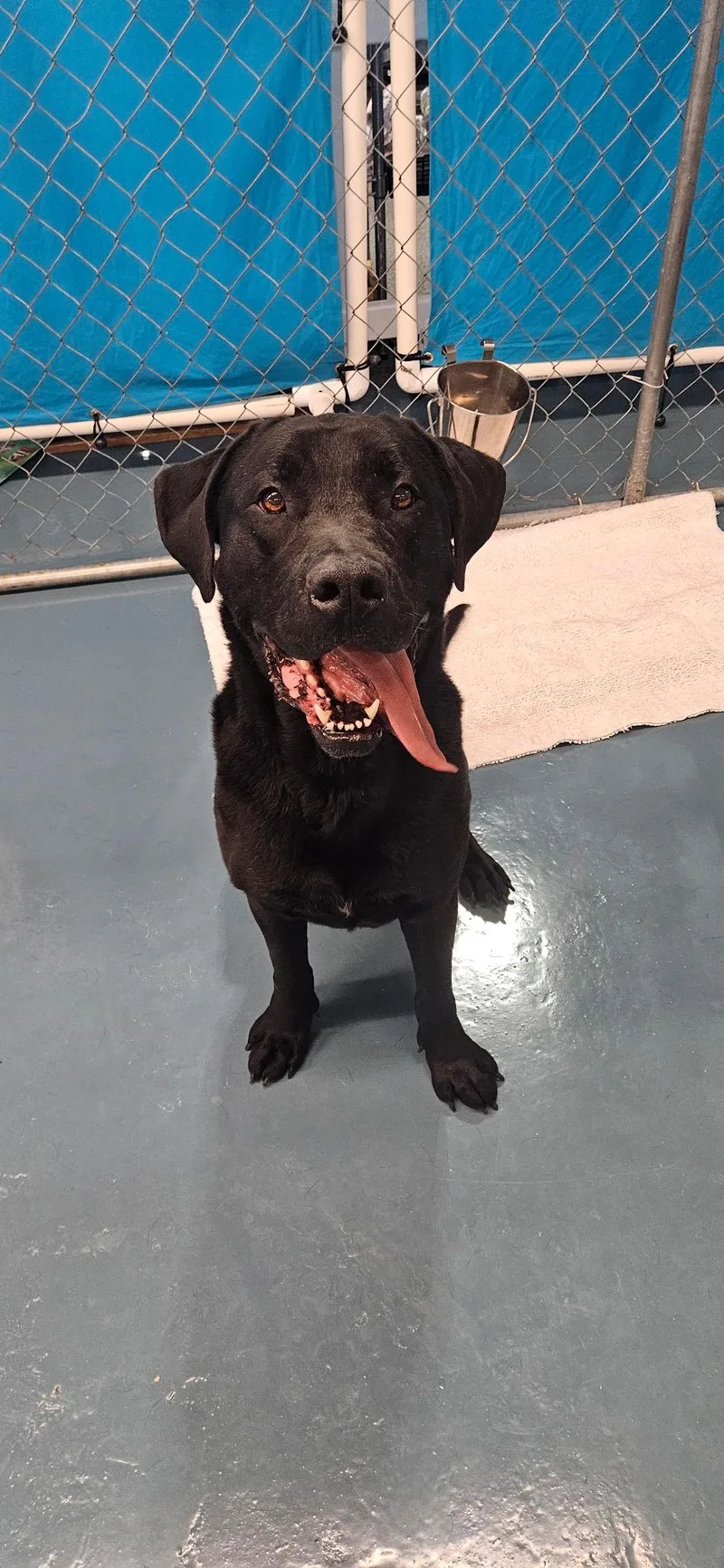 An adult large-sized male Black Labrador Retriever dog named Tucker for adoption in Crystal Lake, IL