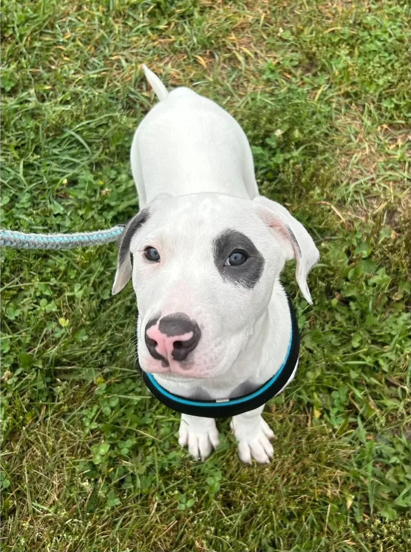 A baby medium-sized male Black American Bulldog dog named Petey for adoption in Elizabethtown, NY