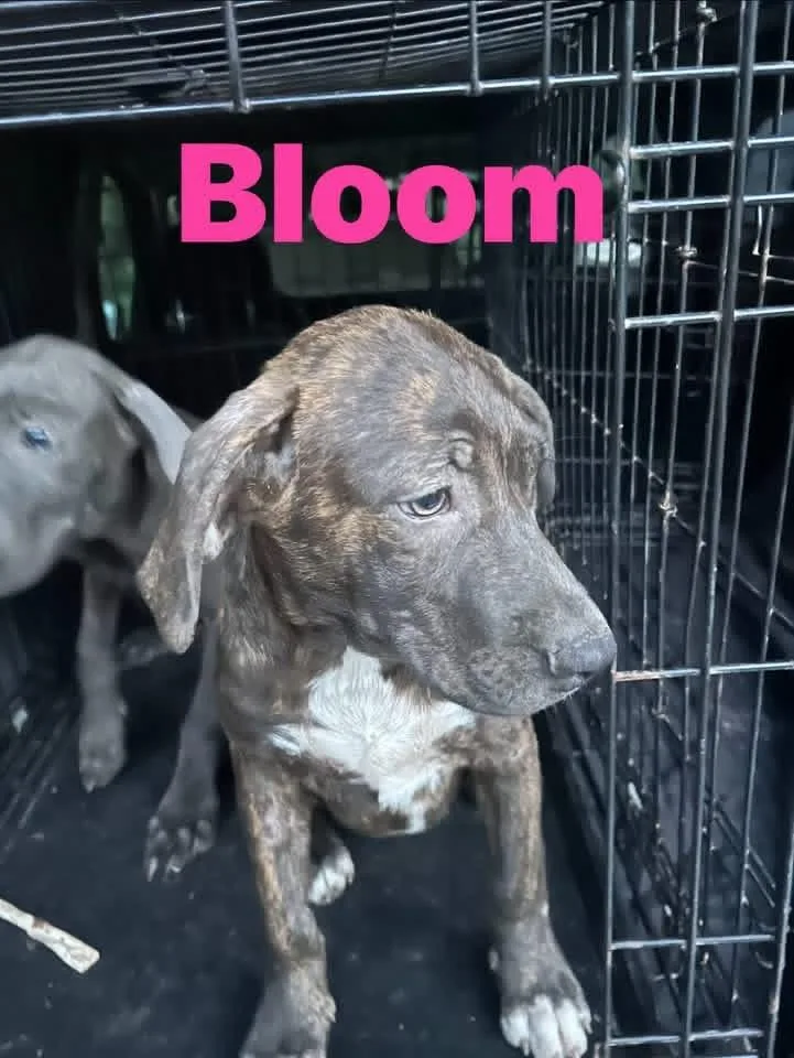 A young medium-sized female Brindle Plott Hound dog named Bloom for adoption in Pine Bluff, AR