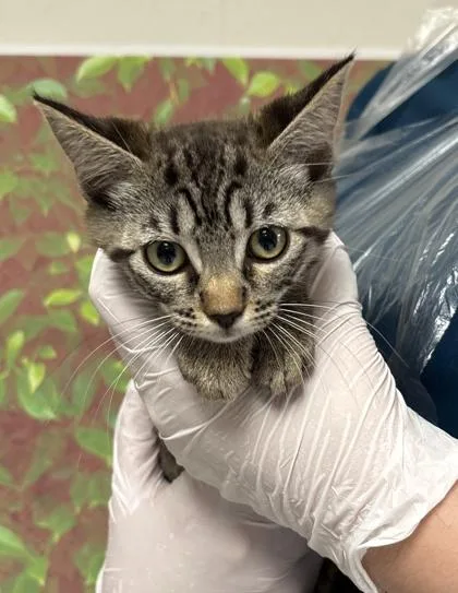 A young small-sized female Domestic Short Hair cat named Lucy for adoption in San Antonio, TX