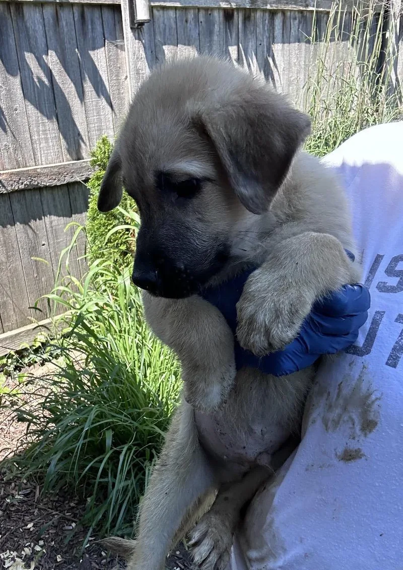 A baby medium-sized male Golden Retriever dog named Otis for adoption in Wonder Lake, IL