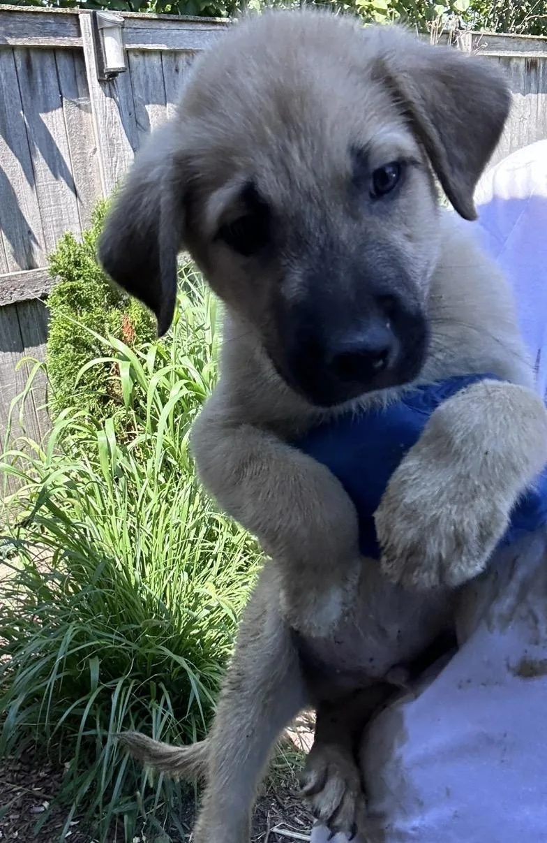 Otis thumbnail 2