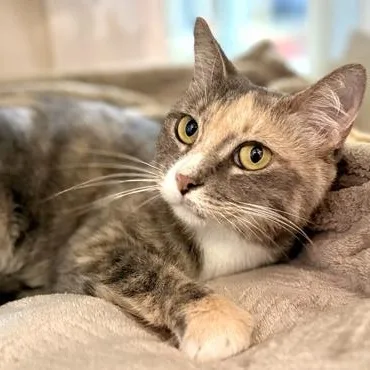 A young medium-sized female Gray / Blue / Silver Domestic Short Hair cat named Vivi for adoption in Fernandina Beach, FL