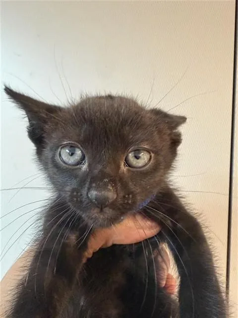 T'Challa