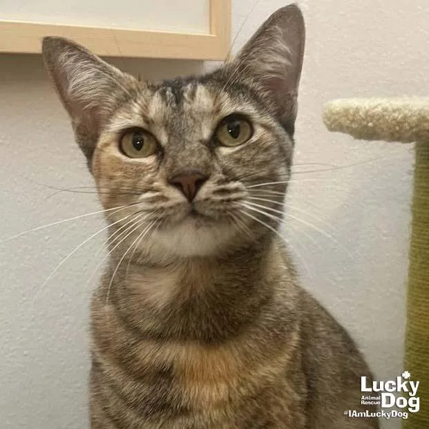 An adult medium-sized female Domestic Short Hair cat named Fern for adoption in Washington, DC