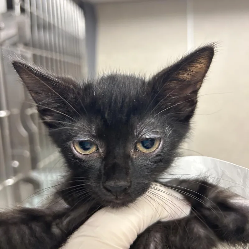 A baby small-sized female Black Domestic Short Hair cat named Batcat for adoption in Jacksonville, FL