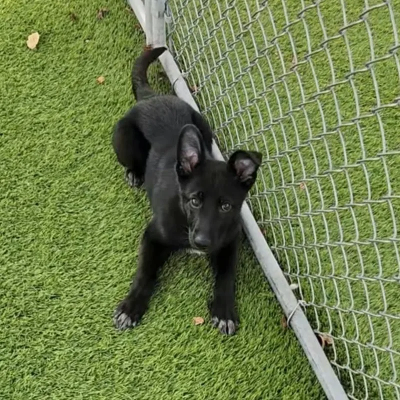 A baby medium-sized female Shepherd dog named Chelsea for adoption in Cedar Rapids, IA