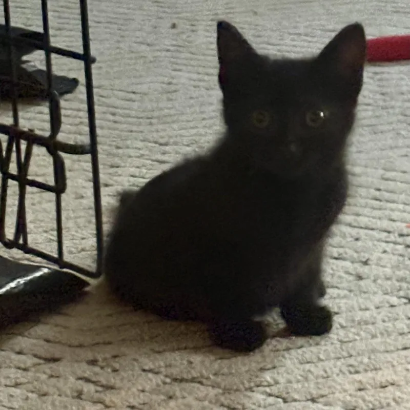 A baby small-sized female Black Domestic Short Hair cat named Presley for adoption in Pittsburgh, PA