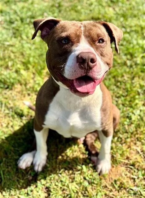 An adult large-sized male American Staffordshire Terrier dog named Marcellus for adoption in York, SC