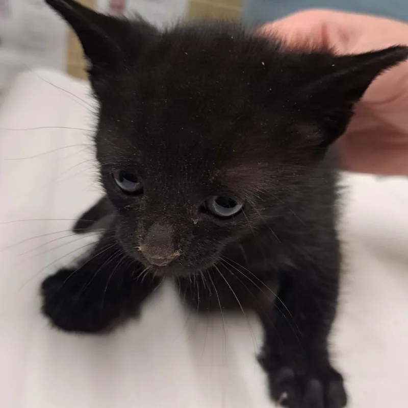 A baby small-sized male Domestic Short Hair cat named Green for adoption in Douglasville, GA