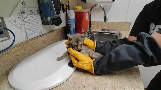 A baby small-sized male Domestic Short Hair cat named Napolean for adoption in Albuquerque, NM