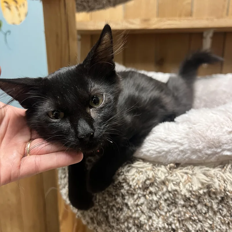 A baby small-sized male Black Domestic Medium Hair cat named Miso for adoption in Spokane, WA
