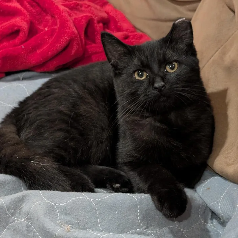 A baby small-sized male Domestic Short Hair cat named Boo for adoption in Roselle, IL
