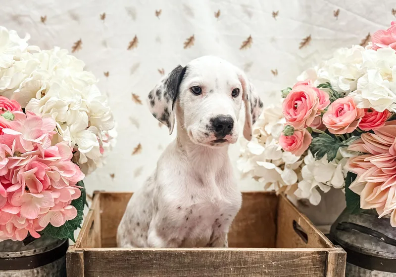 A baby large-sized male Great Dane dog named Buck for adoption in Newberg, OR