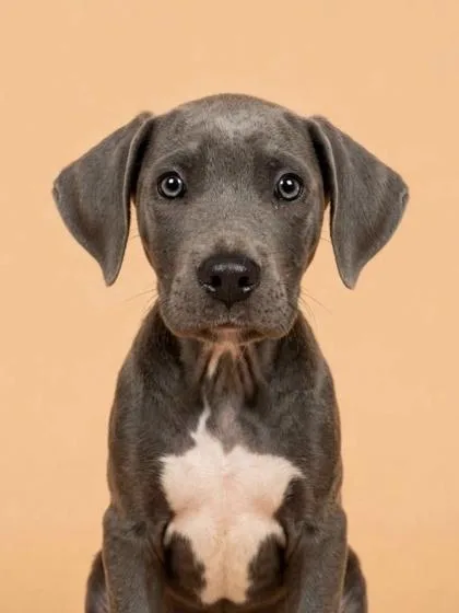 A young medium-sized male Terrier dog named Mongo for adoption in Gulfport, MS