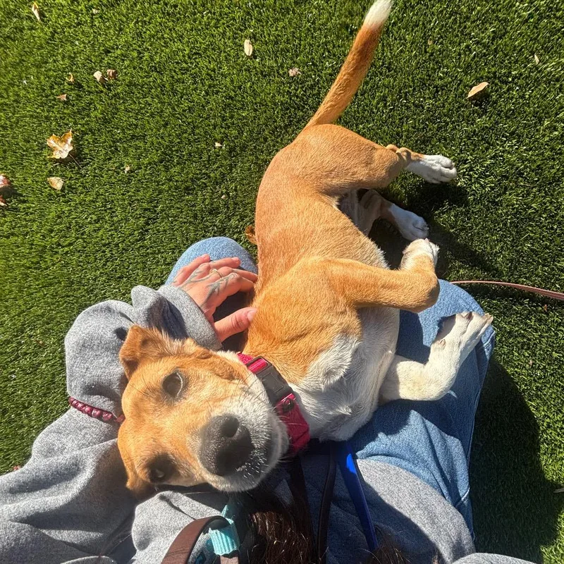 An adult small-sized female Beagle dog named Clara for adoption in Briarcliff Manor, NY