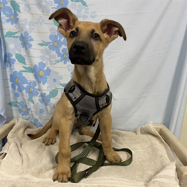 A baby small-sized male German Shepherd Dog dog named Crackle for adoption in Modesto, CA