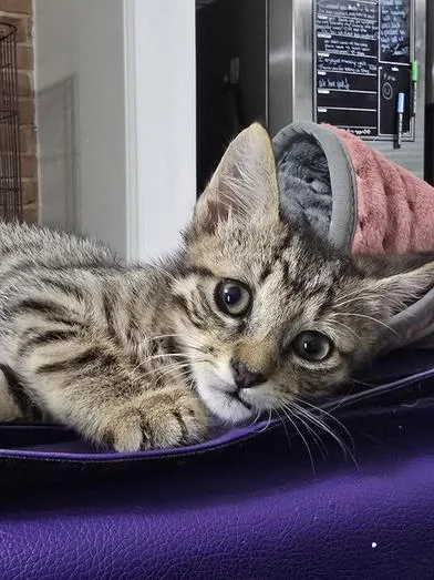 Theodore thumbnail 6