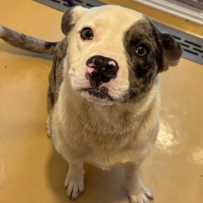 An adult medium-sized male White / Cream Mixed Breed dog named Denim for adoption in Greenville, SC