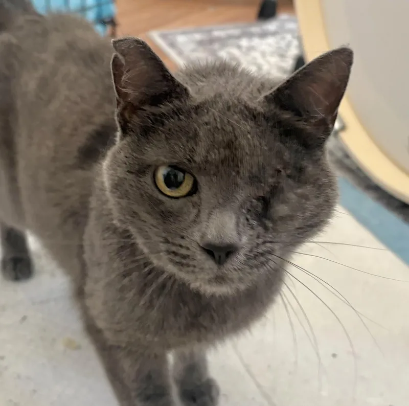 An adult medium-sized female Gray / Blue / Silver Domestic Short Hair cat named Cassina for adoption in Sonora, CA