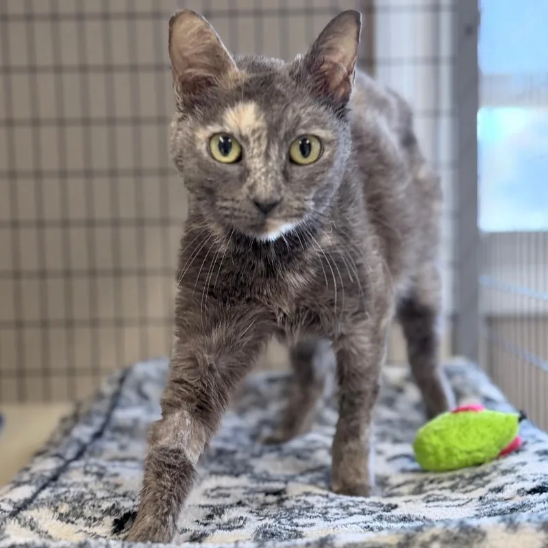 A senior medium-sized female Tortoiseshell Domestic Short Hair cat named Leia for adoption in Medford, OR