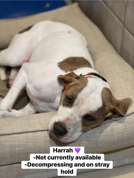 A young large-sized female Boxer dog named Harrah for adoption in North Kansas City, MO