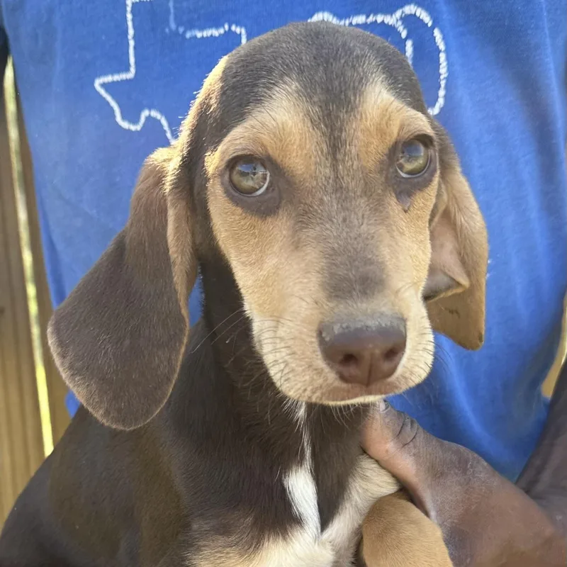 Charlie  Local April thumbnail 2