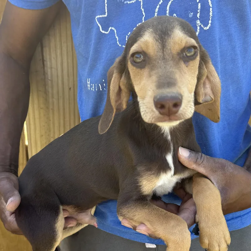 Charlie  Local April