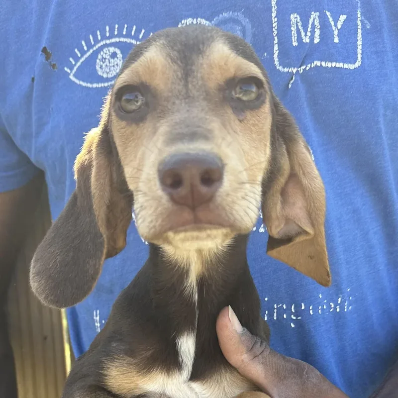 Charlie  Local April thumbnail 3