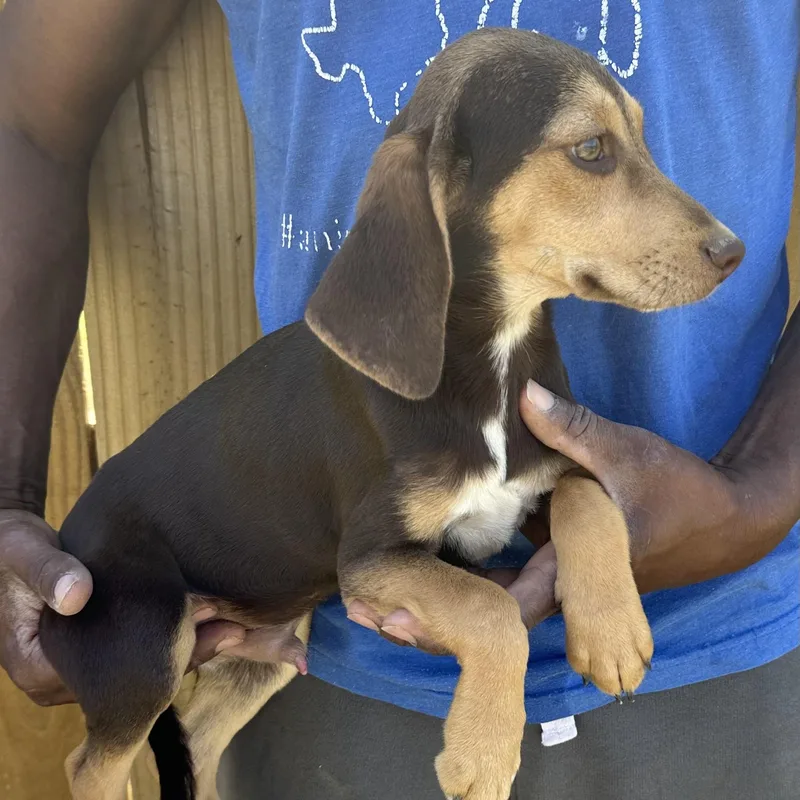 Charlie  Local April thumbnail 4