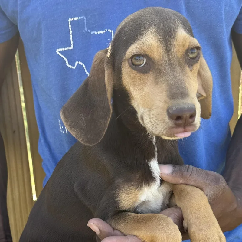 Charlie  Local April thumbnail 5