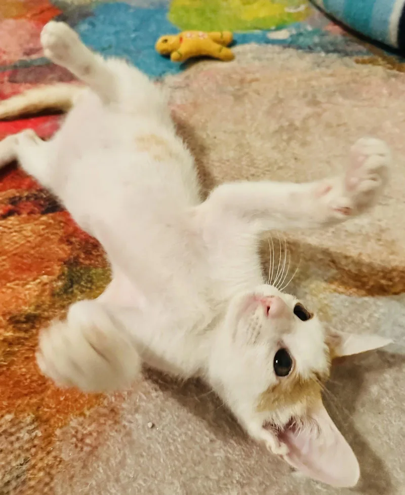 A young medium-sized male Orange & White Domestic Short Hair cat named Prince William for adoption in Seal Beach, CA