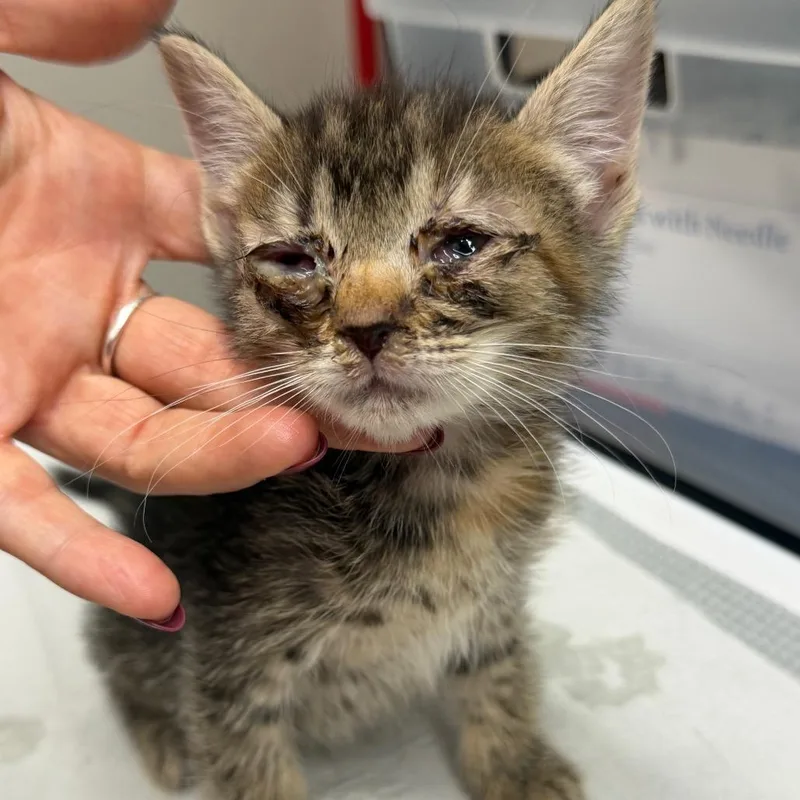 A baby small-sized male Brown / Chocolate Domestic Short Hair cat named Bang for adoption in Morganton, NC